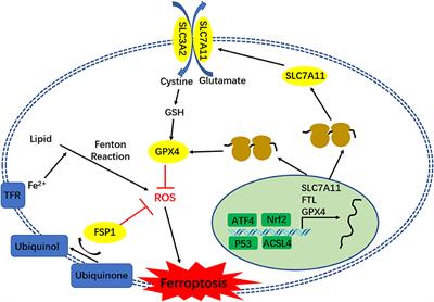 A Potential Mechanism of Temozolomide Resistance in Glioma–Ferroptosis